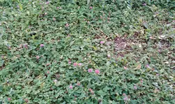 wiese.webp