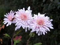 SA500147.webp