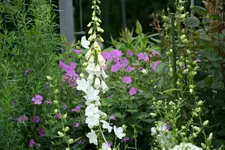 Juni   3020.webp