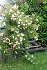 DSCN1972.webp
