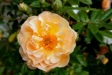DSCN1976.webp