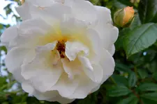 DSCN1978.webp