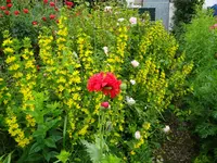 DSC01075.JPG