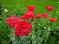 DSC01062.JPG