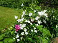 DSC01084.JPG