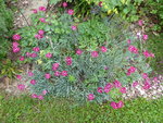 P1000808Nelken.JPG