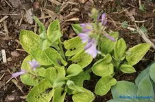 comp_DSC09029.jpg