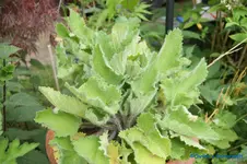 comp_DSC09034.webp