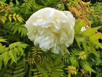 DSCF3698 (2).webp
