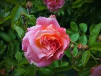 DSCF3711 (3).webp