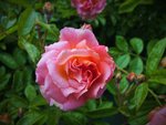 DSCF3711 (3).JPG