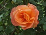 DSCF3689.JPG
