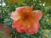 DSCF3690.webp