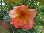 DSCF3690.JPG