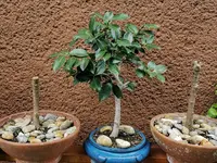 IMG_20200620_105145.webp