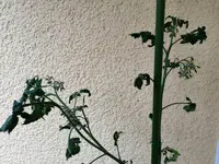 IMG_20200619_094646.webp