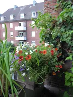 P1000968Blumenkasten.webp