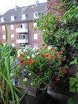 P1000968Blumenkasten.JPG