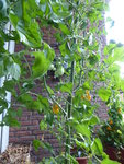 P1000971Gelbe Chinesische Coctailtomate.JPG