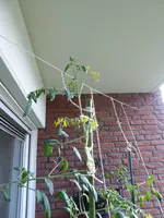 P1000972Gelbe Chinesische Coctailtomate.webp
