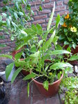 P1000973Rote Snackpaprika.JPG