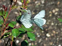 DSCF3717 (2).webp