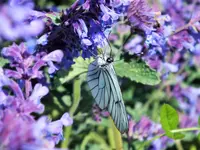 DSCF3715 (2).webp