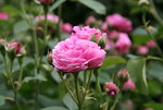 Rose Louise Odier   0420.JPG