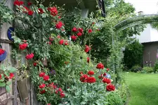Rose Heinfels  0720.webp
