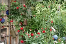 Rose Heinfels  0520.webp