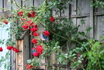 Rose Heinfels  0620.JPG