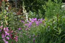 Juni   3320.webp