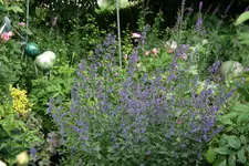 Juni   3520.webp