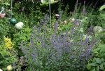 Juni   3520.JPG