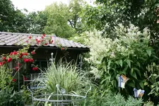 Juni   3620.JPG