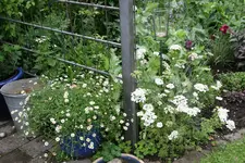 Juni   3920.webp