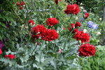 Mohn  0420.JPG