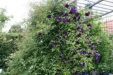 Cl.vit.Viola 0220.webp