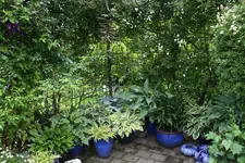 Hostaparade  0720.webp