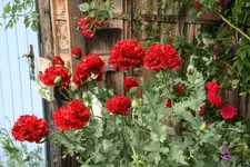 Mohn  0220.JPG