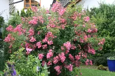 Rose Juanita1619.webp