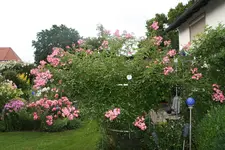Rose Juanita1819.webp