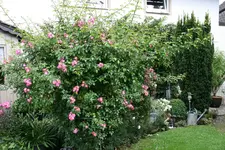 Rose Juanita1919.JPG