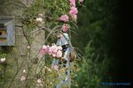 comp_DSC09037.jpg