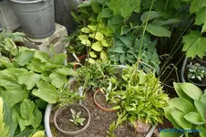 comp_DSC09046.webp