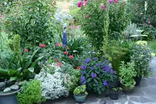 Terasse   4219.webp