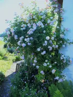 DSCF2433 (2).webp