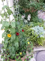 20200618_181900.webp