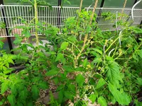 20200621_101730.webp