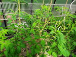 20200621_101730.jpg